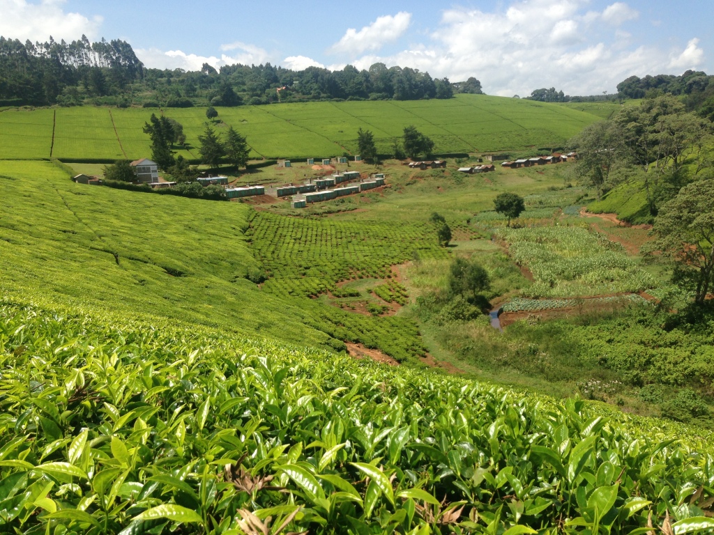 Beautiful walks through tea folds 